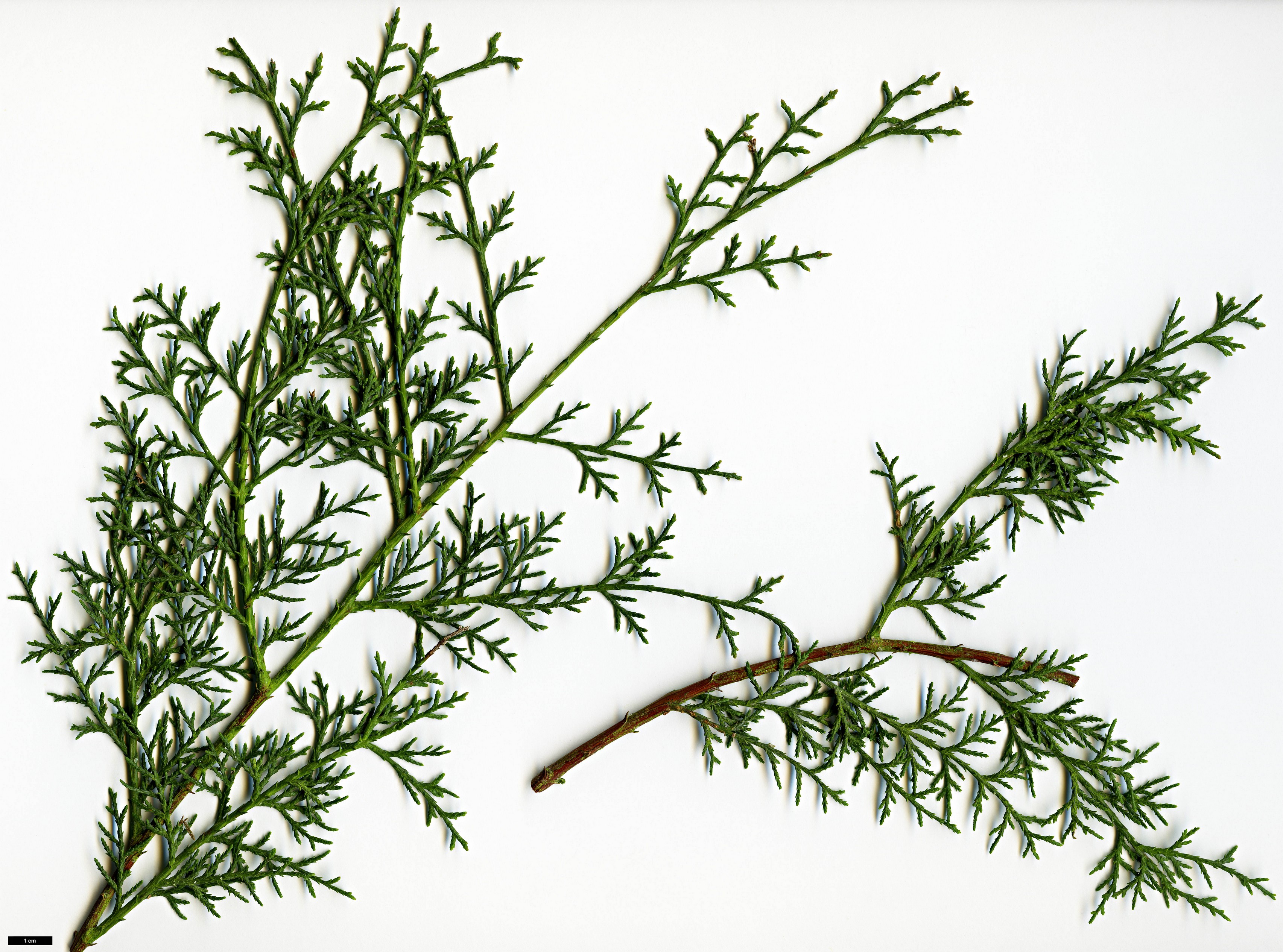 High resolution image: Family: Cupressaceae - Genus: Cupressus - Taxon: dupreziana - SpeciesSub: var. atlantica